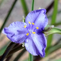 Tradescantia occidentalis, Prairie Spiderwort