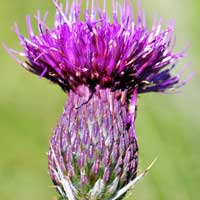 Graham's Thistle, Cirsium grahamii