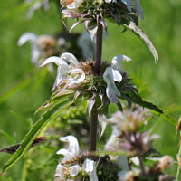 Lemon Beebalm or Horsemint, Monarda citriodora