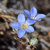 Miniature Woollystar or Diffuse Eriastrum, Eriastrum diffusum