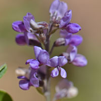 Alfalfa, Medicago sativa