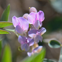 American Deervetch or American Vetch, Vicia americana