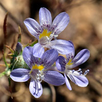 Desert Woolystar or Desert Eriastrum, Eriastrum eremicum