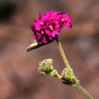 Scarlet or Red Spiderling, Boerhavia coccinea