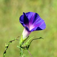 Canyon Morning-glory, Ipomoea barbatisepala