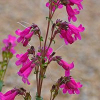 Penstemon triflorus or Scarlet Penstemon has variable colors of pink, rose or red; Heller's Beardtongue