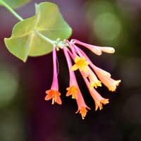 Arizona Honeysuckle, Lonicera arizonica 