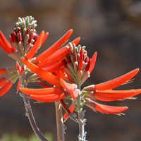 Coralbean or Chilicote, Erythrina flabelliformis