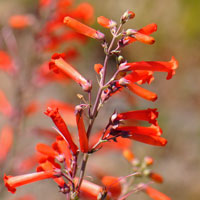 Hackberry Beardtongue or Little Beardtongue, Penstemon subulatus