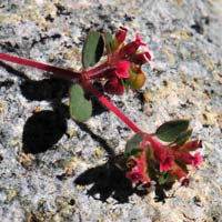 Red-gland Sandmat, Chamaesyce melanadenia