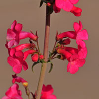 Superb Beardtongue or Superb Penstemon, Penstemon superbus