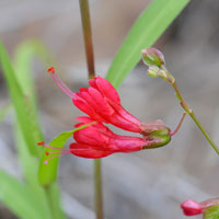 Red or Scarlet Four O'clock, Mirabilis coccinea