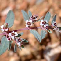 Carrizo Mountain Sandmat, Chamaesyce pediculifera