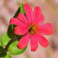 Peruvian zinnia, Zinnia peruviana