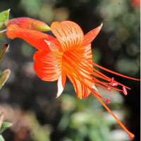 Hummingbird Trumpet or California Fuchsia, Epilobium canum