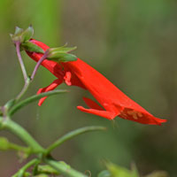 Beardlip Penstemon or Red Beardtongue, Penstemon barbatus