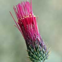 Arizona Thistle, Cirsium arizonicum