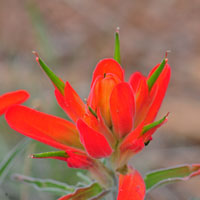 Wholeleaf Indian Paintbrush, Castilleja integra