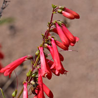 Firecracker Penstemon or Eaton's Penstemon, Penstemon eatonii