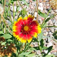 Firewheel or Indian Blanket, Gaillardia pulchella