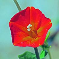 Trans-Pecos morning-glory, Ipomoea cristulata