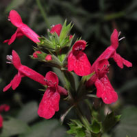 Scarlet Hedgenettle or Betony, Stachys coccinea