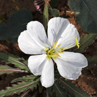 Dune Evening-Primrose, Oenothera deltoides