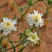 Chaenactis carphoclinia var. carphoclinia, Pebble Pincushion