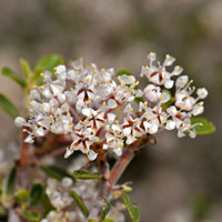 Fendler's Ceanothus or Buck-brush, Ceanothus fendleri