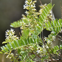 Tahitian Kidneywood or Kidneywood, Eysenhardtia orthocarpa