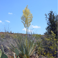 Bigelow's Beargrass, Flower color white, cream or tan; flowers showy, sepals and petals similar, Nolina bigelovii 