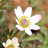 Tuber- or Desert Anemone, Anemone tuberosa