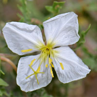 Oenothera coronopifolia, Crownleaf Evening Primrose