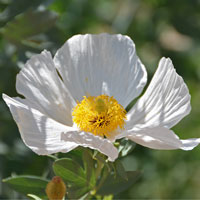 Coulter's Matilija Poppy, Romneya coulteri