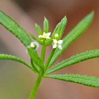 Common Bedstraw or Sticky-willy, Galium aparine