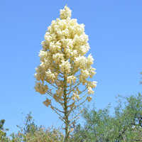 Beaked Yucca or Big Bend Yucca, Yucca rostrata