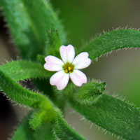 Slender Phlox, Phlox (Microsteris) gracilis