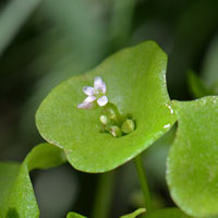 Miner's Lettuce, Winter Purslane, Claytonia perfoliata