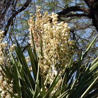 Yucca-faxoniana,-Spanish-Bayonet