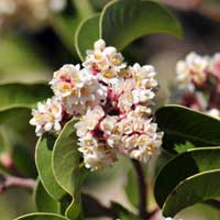 Sugar Sumac or Mountain Laurel, Rhus ovata