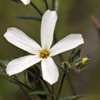 Santa Catalina Mountain Phlox, Phlox tenuifolia