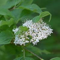 Red-osier Dogwood, Cornus sericea