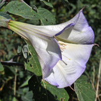 Western Jimson Weed, Datura wrightii