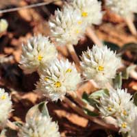 Globe Amaranth or Tufted Ball Clover, Gomphrena caespitosa