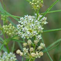 Horsetail- or Whorled-Milkweed, Asclepias subverticillata 