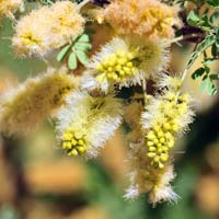 Catclaw Acacia or Catclaw, Acacia greggii