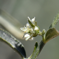 Narrowleaf Silverbush has an inconspicuous greenish-white flower. Ditaxis laceolata