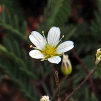 Douglas Stitchwort, Minuartia douglasii