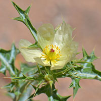 Sonoran Pricklypoppy, Prickly Poppy, Argemone gracilenta