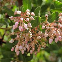 Pringle Manzanita, Arctostaphylos pringlei